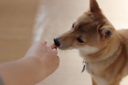 犬の保育園　ばうびー　しつけ　　トレーニング　豆柴　ハンドターゲット