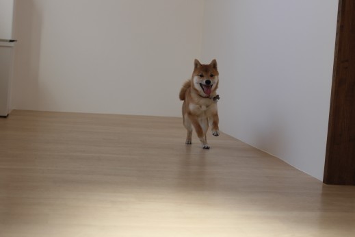 犬の保育園　ばうびー　しつけ　　トレーニング　豆柴