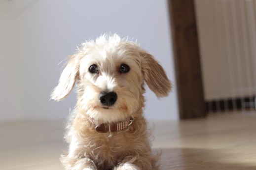 犬の保育園　ばうびー　しつけ　　トレーニング　ワイヤーヘアードミニチュアダックスフンド　フセ　マテ