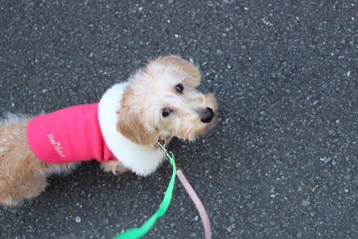 犬の保育園　ばうびー　しつけ　　トレーニング　ワイヤーヘアードミニチュアダックスフンド　お散歩練習