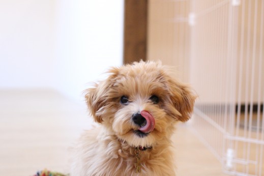 犬の保育園　ばうびー　しつけ　　トレーニング　マルチーズ　トイプードル　オスワリ