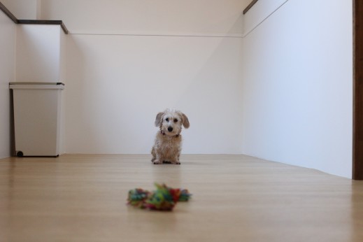 犬の保育園　ばうびー　しつけ　　トレーニング　ワイヤーヘアードミニチュアダックスフンド　おもちゃ　マテ