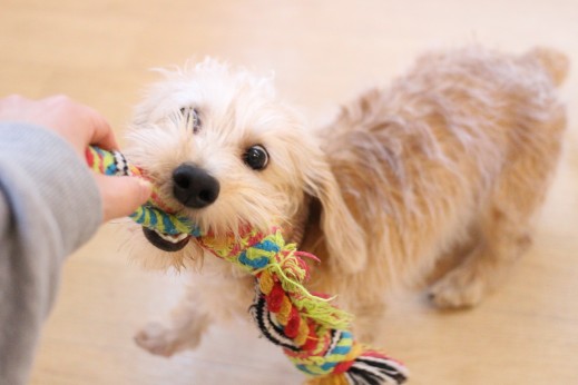 犬の保育園　ばうびー　しつけ　　トレーニング　ワイヤーヘアードミニチュアダックスフンド　おもちゃ遊び　引っ張りっこ