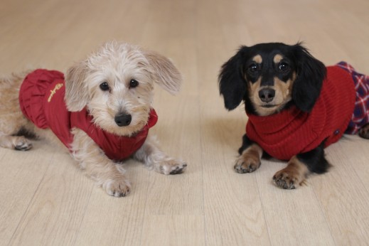 犬の保育園　ばうびー　しつけ　トレーニング　ワイヤーヘアードミニチュアダックスフンド　2頭　洋服　赤