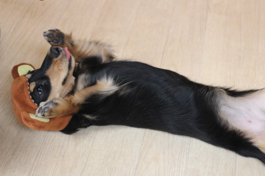犬の保育園　ばうびー　しつけ　トレーニング　ミニチュアダックスフンド　仮装　猿