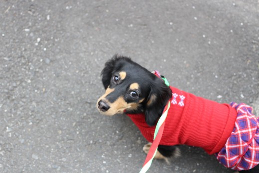 犬の保育園　ばうびー　しつけ　トレーニング　ミニチュアダックスフンド　お散歩　環境慣れ　洋服　リード