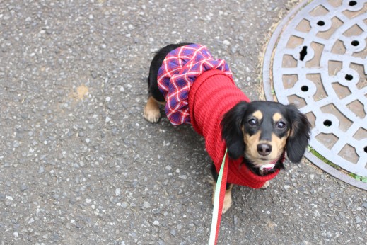犬の保育園　ばうびー　しつけ　トレーニング　ミニチュアダックスフンド　お散歩　環境慣れ　洋服　リード