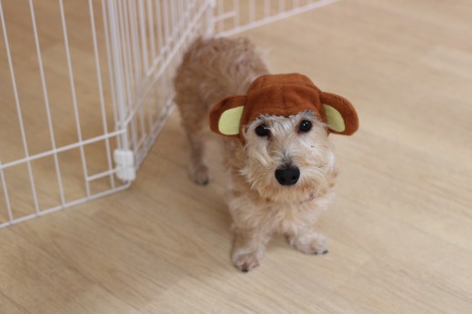 犬の保育園　ばうびー　しつけ　トレーニング　ワイヤーヘアードミニチュアダックスフンド　仮装　猿