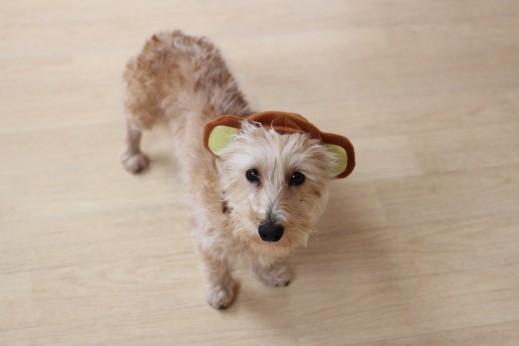 犬の保育園　ばうびー　しつけ　トレーニング　ワイヤーヘアードミニチュアダックスフンド　仮装　猿
