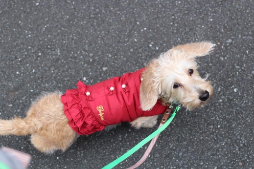 犬の保育園　ばうびー　しつけ　トレーニング　ワイヤーヘアードミニチュアダックスフンド　お散歩　環境慣れ　洋服　リード