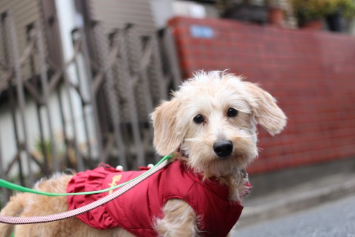 犬の保育園　ばうびー　しつけ　トレーニング　ワイヤーヘアードミニチュアダックスフンド　お散歩　環境慣れ　洋服　リード