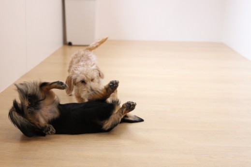 犬の保育園　ばうびー　しつけ　トレーニング　ワイヤーヘアードミニチュアダックスフンド　2頭　遊び