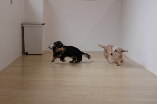 犬の保育園　ばうびー　しつけ　トレーニング　ワイヤーヘアードミニチュアダックスフンド　2頭　遊び　