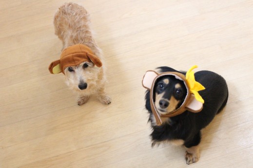 犬の保育園　ばうびー　しつけ　トレーニング　ワイヤーヘアードミニチュアダックスフンド　2頭　仮装　猿