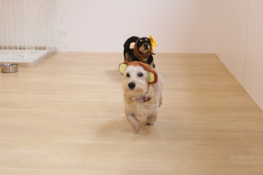 犬の保育園　ばうびー　しつけ　トレーニング　ワイヤーヘアードミニチュアダックスフンド　2頭　仮装　猿