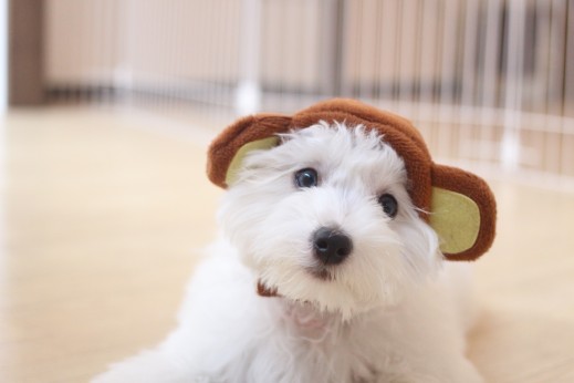 犬の保育園　ばうびー　しつけ　トレーニング　マルチーズ　トイプードル　MIX　お正月　仮装