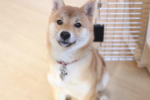 犬の保育園　ばうびー　しつけ　トレーニング　豆柴　クレートトレーニング　オスワリ