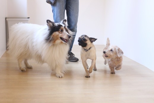 犬の保育園　ばうびー　しつけ　トレーニング　パグ　ワイヤーヘアードミニチュアダックスフンド　シェルティー　3頭　遊び