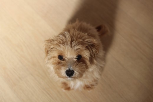 犬の保育園　ばうびー　しつけ　トレーニング　マルチーズ　トイプードル　MIX　オスワリ