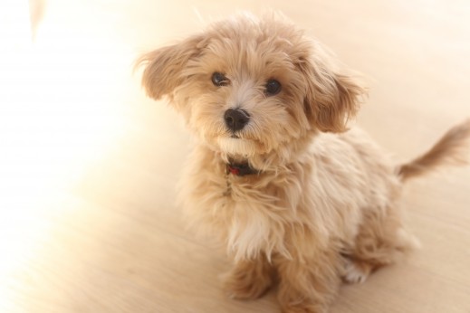 犬の保育園　ばうびー　しつけ　トレーニング　マルチーズ　トイプードル　MIX　オスワリ