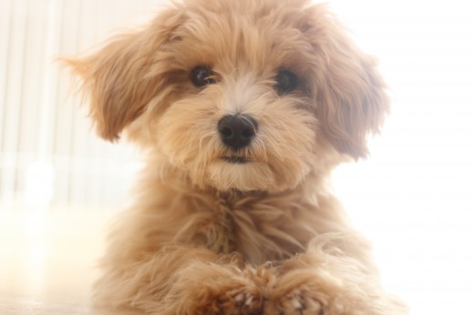 犬の保育園　ばうびー　しつけ　トレーニング　マルチーズ　トイプードル　MIX　フセ