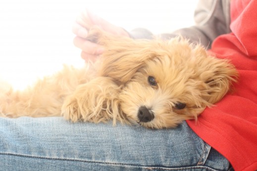 犬の保育園　ばうびー　しつけ　トレーニング　マルチーズ　トイプードル　MIX　リラックスポジション