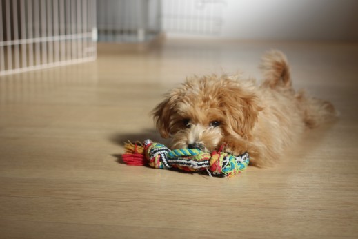 犬の保育園　ばうびー　しつけ　トレーニング　マルチーズ　トイプードル　MIX　おもちゃ遊び