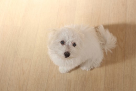 犬の保育園　ばうびー　しつけ　トレーニング　マルチーズ　トイプードル　MIX　オスワリ