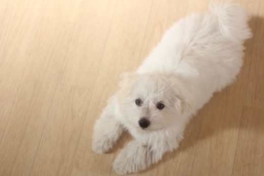 犬の保育園　ばうびー　しつけ　トレーニング　マルチーズ　トイプードル　MIX　フセ