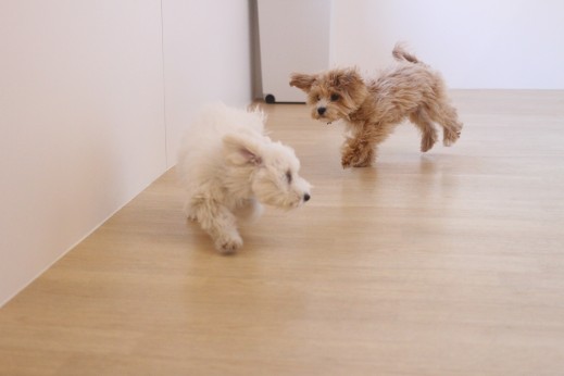犬の保育園　ばうびー　しつけ　トレーニング　マルチーズ　トイプードル　MIX　2頭　遊び