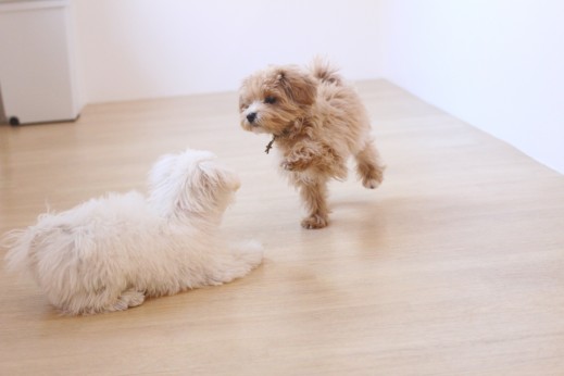 犬の保育園　ばうびー　しつけ　トレーニング　マルチーズ　トイプードル　MIX　2頭　遊び