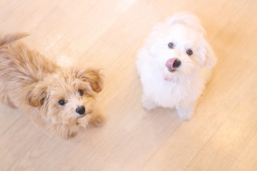 犬の保育園　ばうびー　しつけ　トレーニング　マルチーズ　トイプードル　MIX　2頭　オスワリ