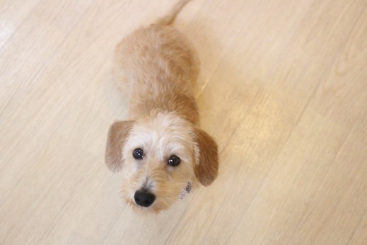 犬の保育園　ばうびー　しつけ　トレーニング　ワイヤーヘアードミニチュアダックスフンド　オスワリ