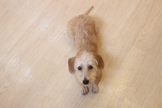 犬の保育園　ばうびー　しつけ　トレーニング　ワイヤーヘアードミニチュアダックスフンド　フセ