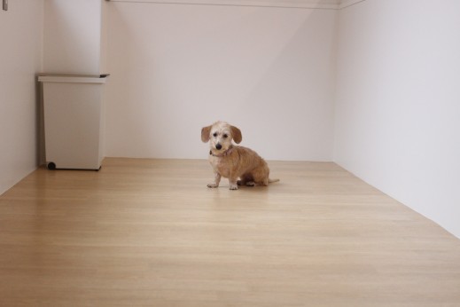犬の保育園　ばうびー　しつけ　トレーニング　ワイヤーヘアードミニチュアダックスフンド　マテ　オスワリ