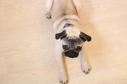 犬の保育園　ばうびー　しつけ　トレーニング　パグ　フセ