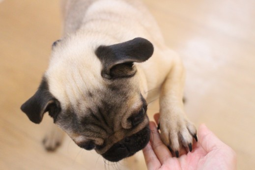 犬の保育園　ばうびー　しつけ　トレーニング　パグ　お手　トリック