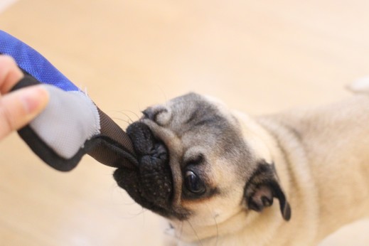 犬の保育園　ばうびー　しつけ　トレーニング　パグ　おもちゃ遊び