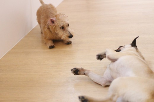 犬の保育園　ばうびー　しつけ　トレーニング　パグ　ワイヤーヘアードミニチュアダックスフンド　遊び　