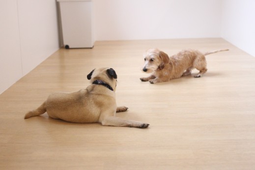 犬の保育園　ばうびー　しつけ　トレーニング　パグ　ワイヤーヘアードミニチュアダックスフンド　遊び　2頭　仲良し