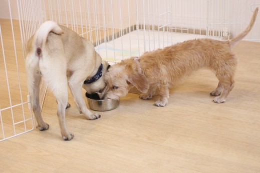 犬の保育園　ばうびー　しつけ　トレーニング　パグ　ワイヤーヘアードミニチュアダックスフンド　水飲み　仲良し