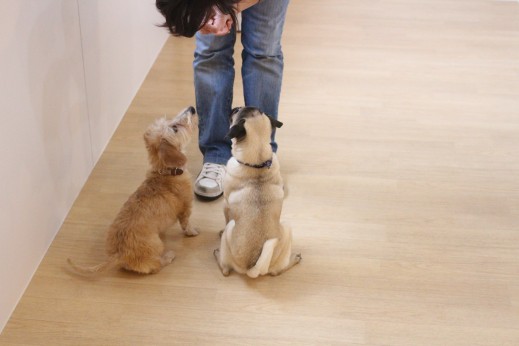 犬の保育園　ばうびー　しつけ　トレーニング　パグ　ワイヤーヘアードミニチュアダックスフンド　オスワリ　2頭　仲良し