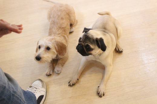 犬の保育園　ばうびー　しつけ　トレーニング　パグ　ワイヤーヘアードミニチュアダックスフンド　フセ　2頭　仲良し