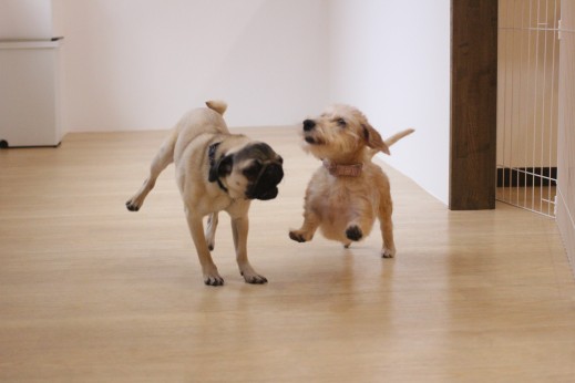 犬の保育園　ばうびー　しつけ　トレーニング　パグ　ワイヤーヘアードミニチュアダックスフンド　遊び　2頭　仲良し