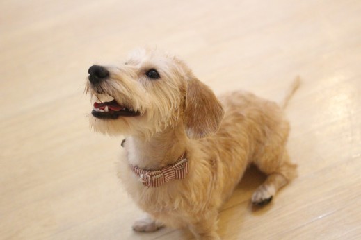 犬の保育園　ばうびー　しつけ　トレーニング　ワイヤーヘアードミニチュアダックスフンド　オスワリ