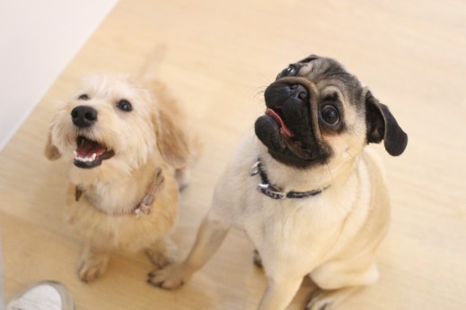 犬の保育園　ばうびー　しつけ　トレーニング　パグ　ワイヤーヘアードミニチュアダックスフンド　オスワリ　仲良し　笑顔