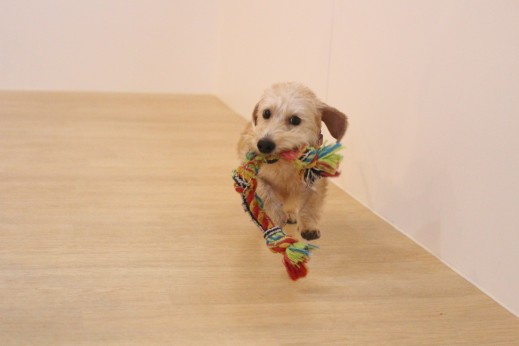 犬の保育園　ばうびー　しつけ　トレーニング　ワイヤーヘアードミニチュアダックスフンド　おもちゃ遊び