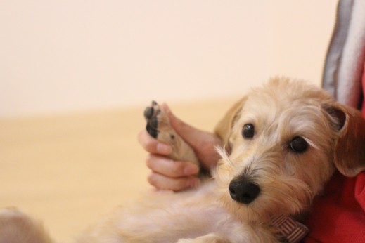 犬の保育園　ばうびー　しつけ　トレーニング　ワイヤーヘアードミニチュアダックスフンド　リラックスポジション　