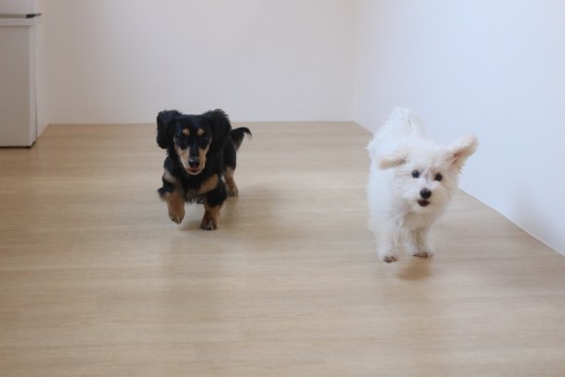 犬の保育園　ばうびー　しつけ　トレーニング　ミニチュアダックスフンド　マルチーズ　トイプードル　MIX　遊び　　　2頭