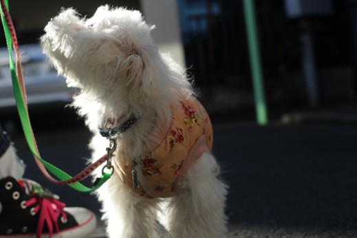 犬の保育園　ばうびー　しつけ　トレーニング　マルチーズ　トイプードル　MIX　お散歩